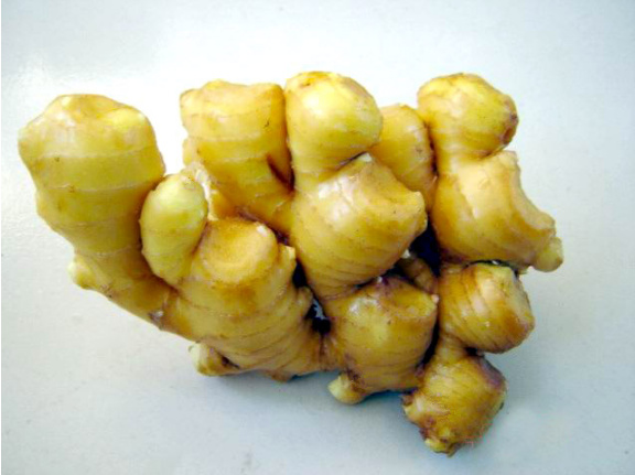濰坊：“安丘大姜”和“安丘大蔥”有了“出國(guó)護(hù)照”